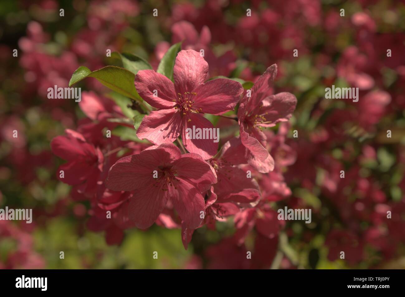 Guardando il Crab Apple Blossoms Close Up Foto Stock