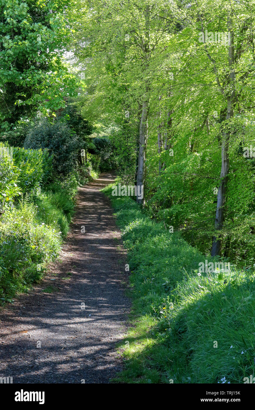Lungo il percorso del bosco senza persone come il sole di primavera brilla attraverso la molla di fresche fronde su alberi confinanti con il percorso. Foto Stock