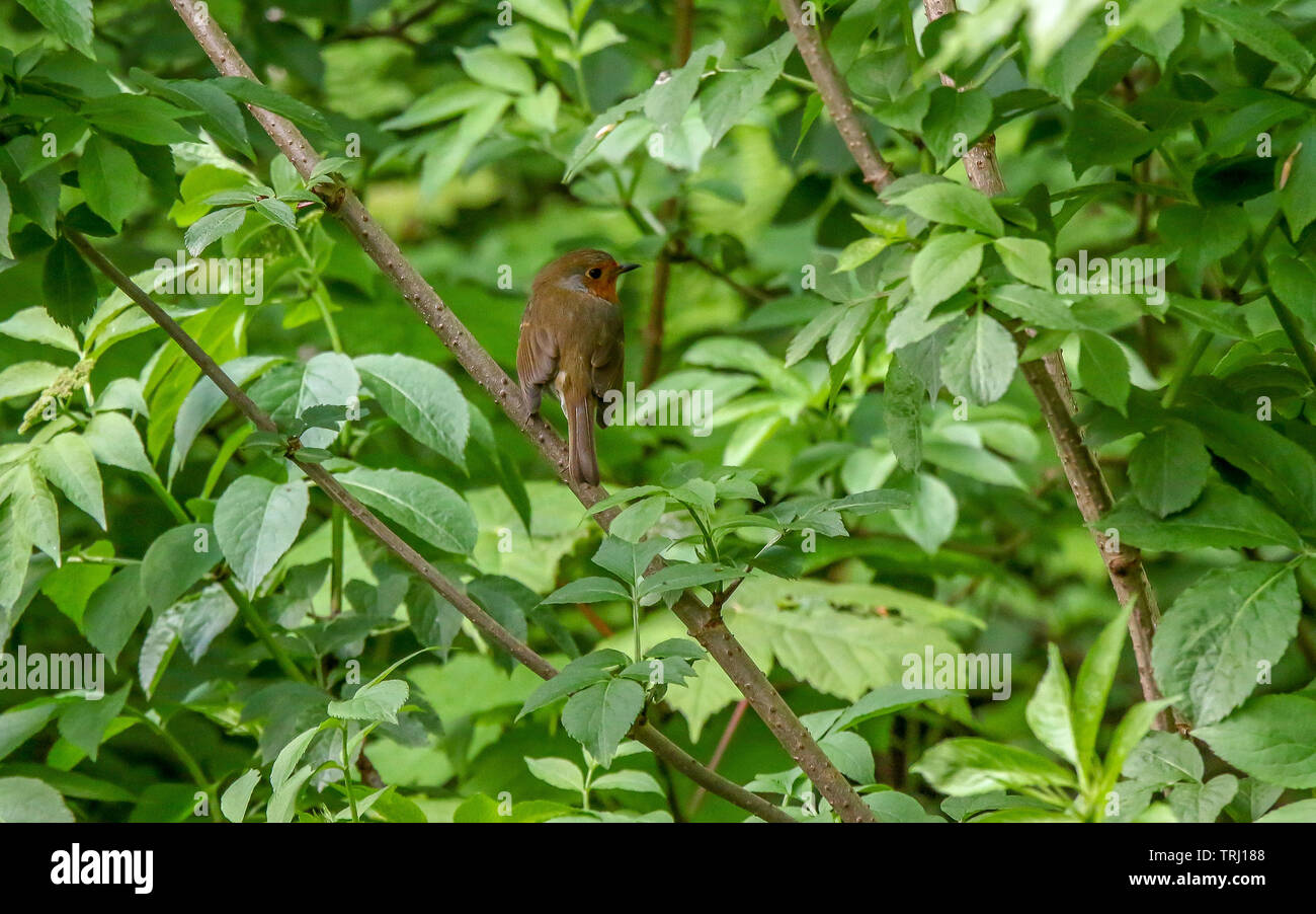 Regno Unito erithacus rubecula sul ramo con molla woodland fogliame in background. Foto Stock