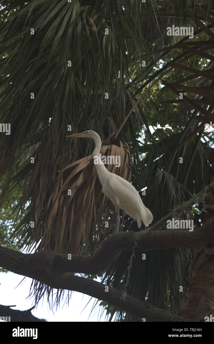 Profilo di un airone, appollaiato su un tronco di albero nella Florida Centrale. Foto Stock