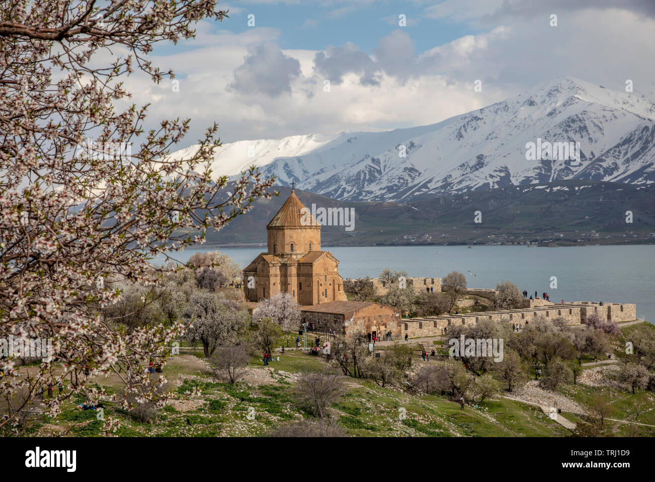 Incredibile vista di primavera della Chiesa Armena della Santa Croce sull isola Akdamar (Akdamar Adasi), il lago Van/Turchia. Circondato da alberi in fiore in un middl Foto Stock