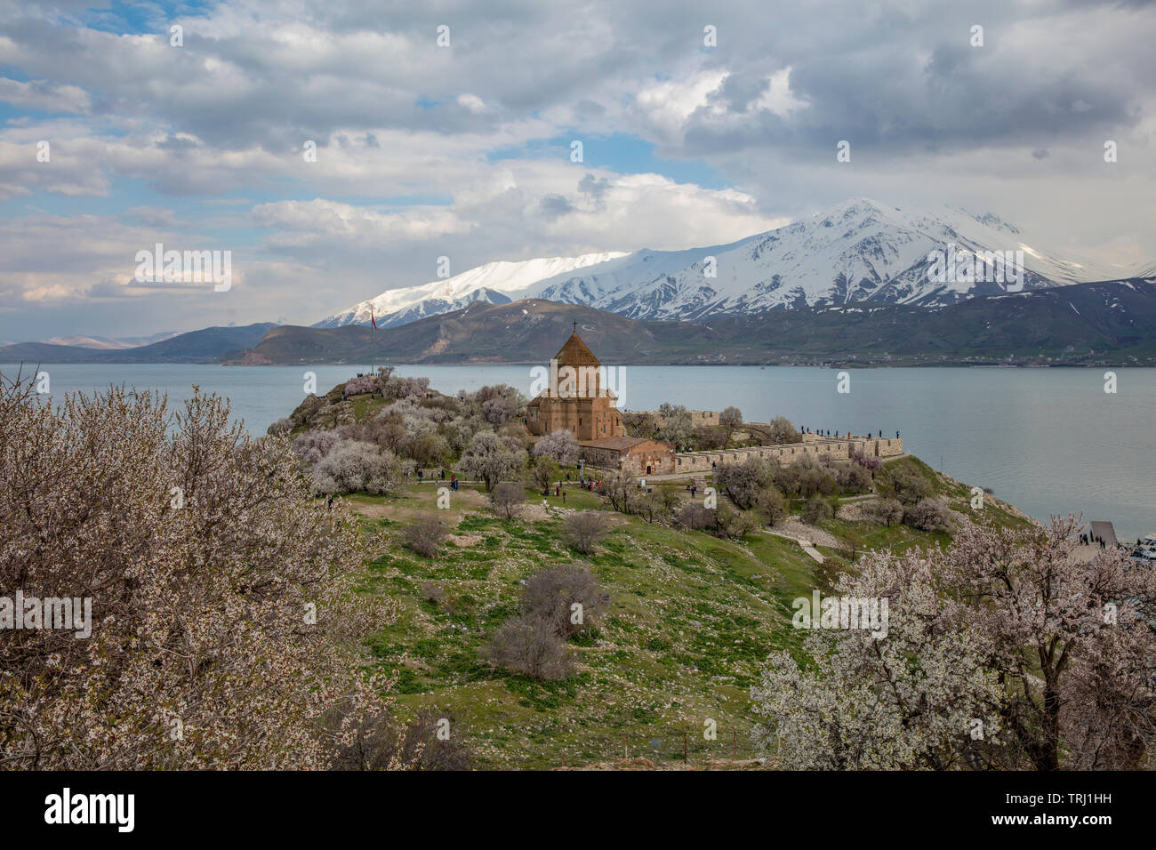 Incredibile vista di primavera della Chiesa Armena della Santa Croce sull isola Akdamar (Akdamar Adasi), il lago Van/Turchia. Circondato da alberi in fiore in un middl Foto Stock