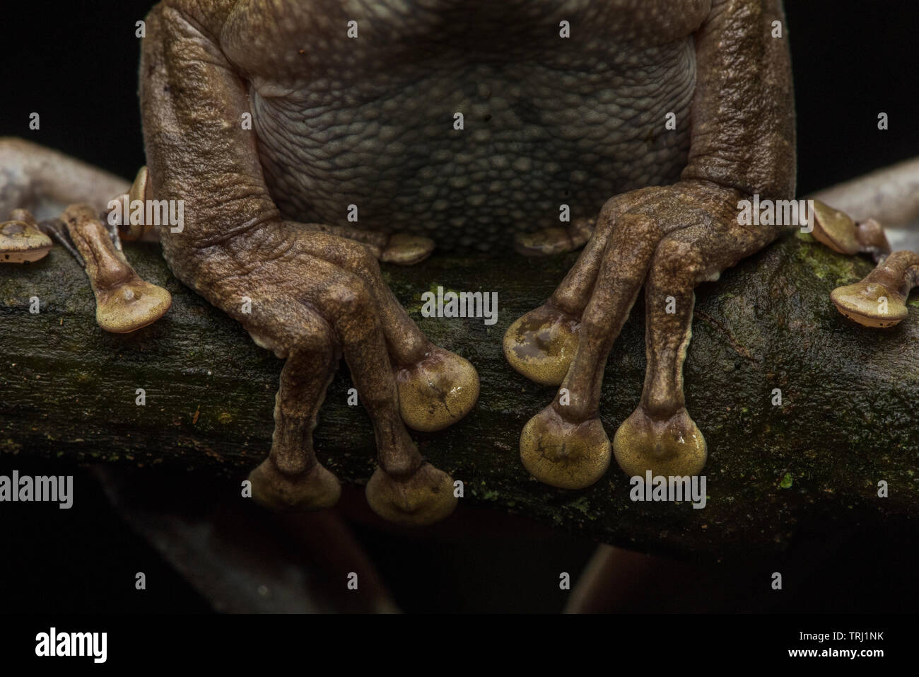 Una chiusura dell'adesivo 'sticky' toe pads caratteristica di Rane di albero nella famiglia Hylidae. Foto Stock