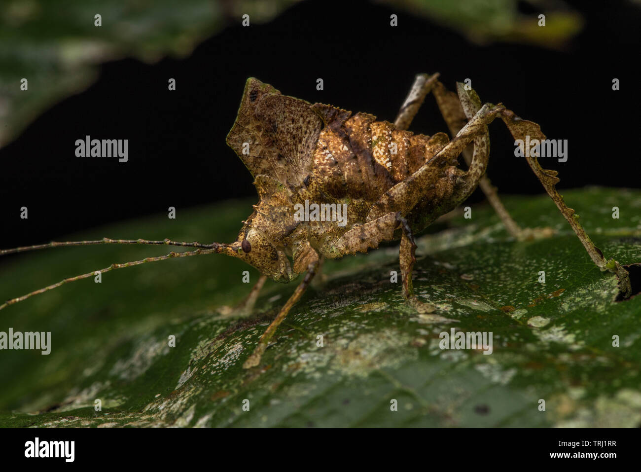 Un katydid imita una foglia morta nella foresta amazzonica in Ecuador. Foto Stock
