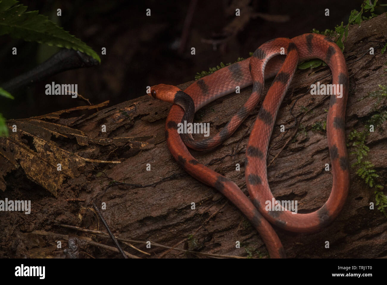 Un piatto tropicale snake (Siphlophis compressus) avvolta su un log in pianura di foresta pluviale in Ecuador. Foto Stock