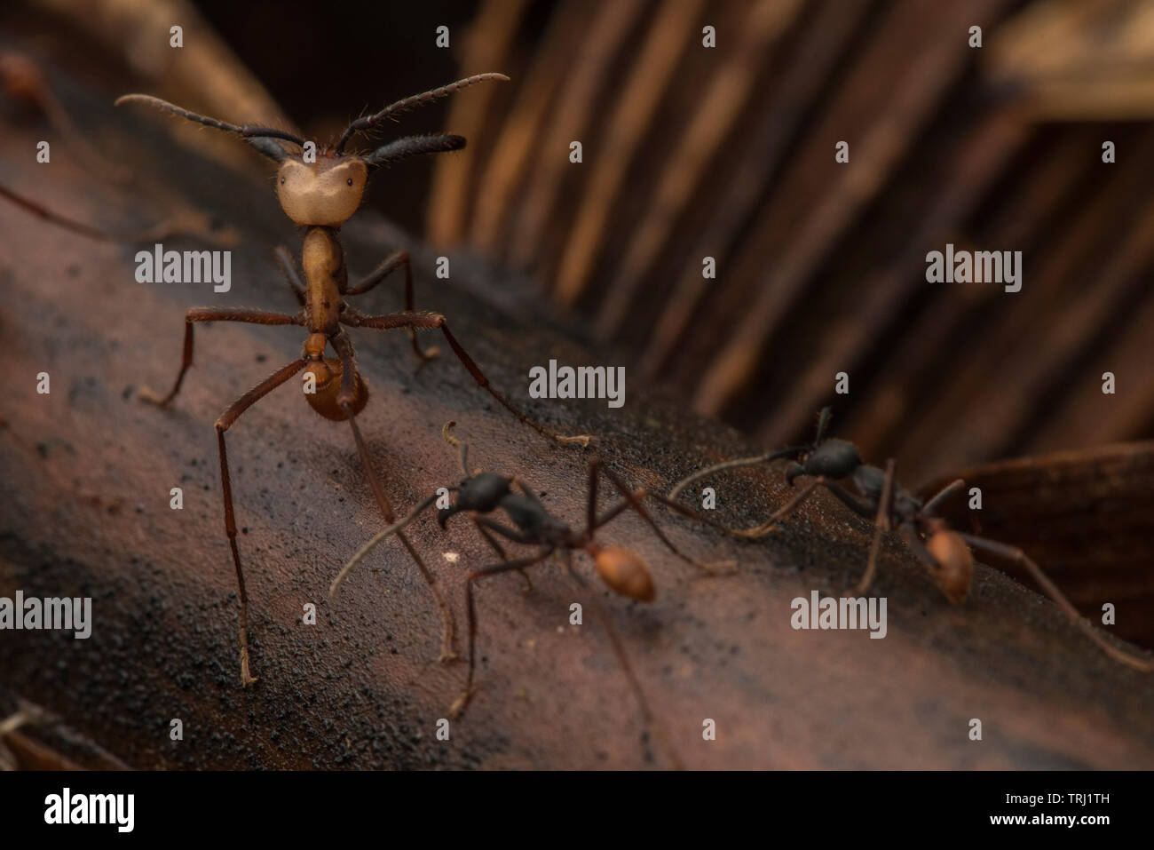 Esercito di formiche (Eciton burchellii) sciame attraverso il suolo della foresta, grande soldato formiche possono essere distinti per la loro enorme mandibole. Foto Stock