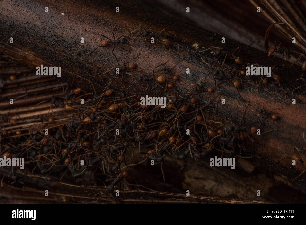 Eciton burchellii, esercito sciame di formiche attraverso la giungla pavimento in Yasuni National Park, Ecuador. Il bivacco si sposta di giorno in giorno attraverso la foresta pluviale. Foto Stock