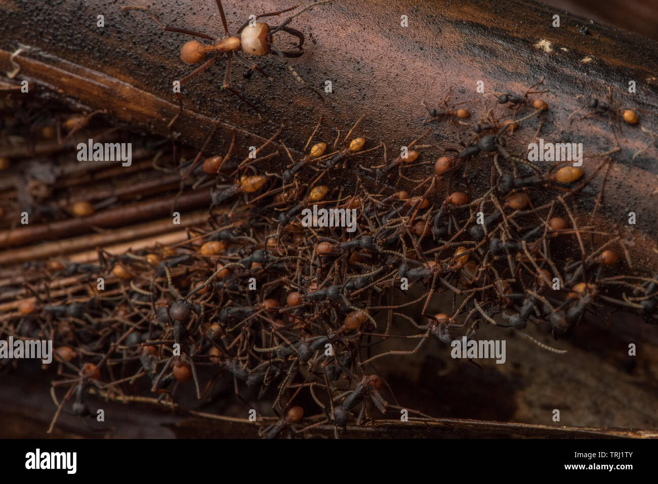 Eciton burchellii, esercito sciame di formiche attraverso la giungla pavimento in Yasuni National Park, Ecuador. Il bivacco si sposta di giorno in giorno attraverso la foresta pluviale. Foto Stock