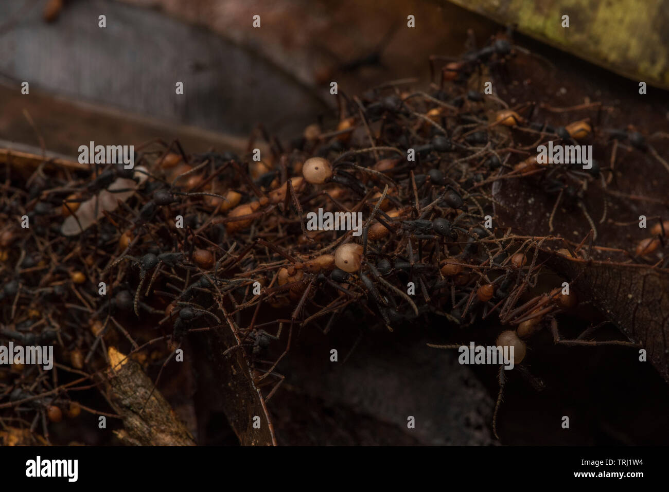 Eciton burchellii, esercito sciame di formiche attraverso la giungla pavimento in Yasuni National Park, Ecuador. Il bivacco si sposta di giorno in giorno attraverso la foresta pluviale. Foto Stock