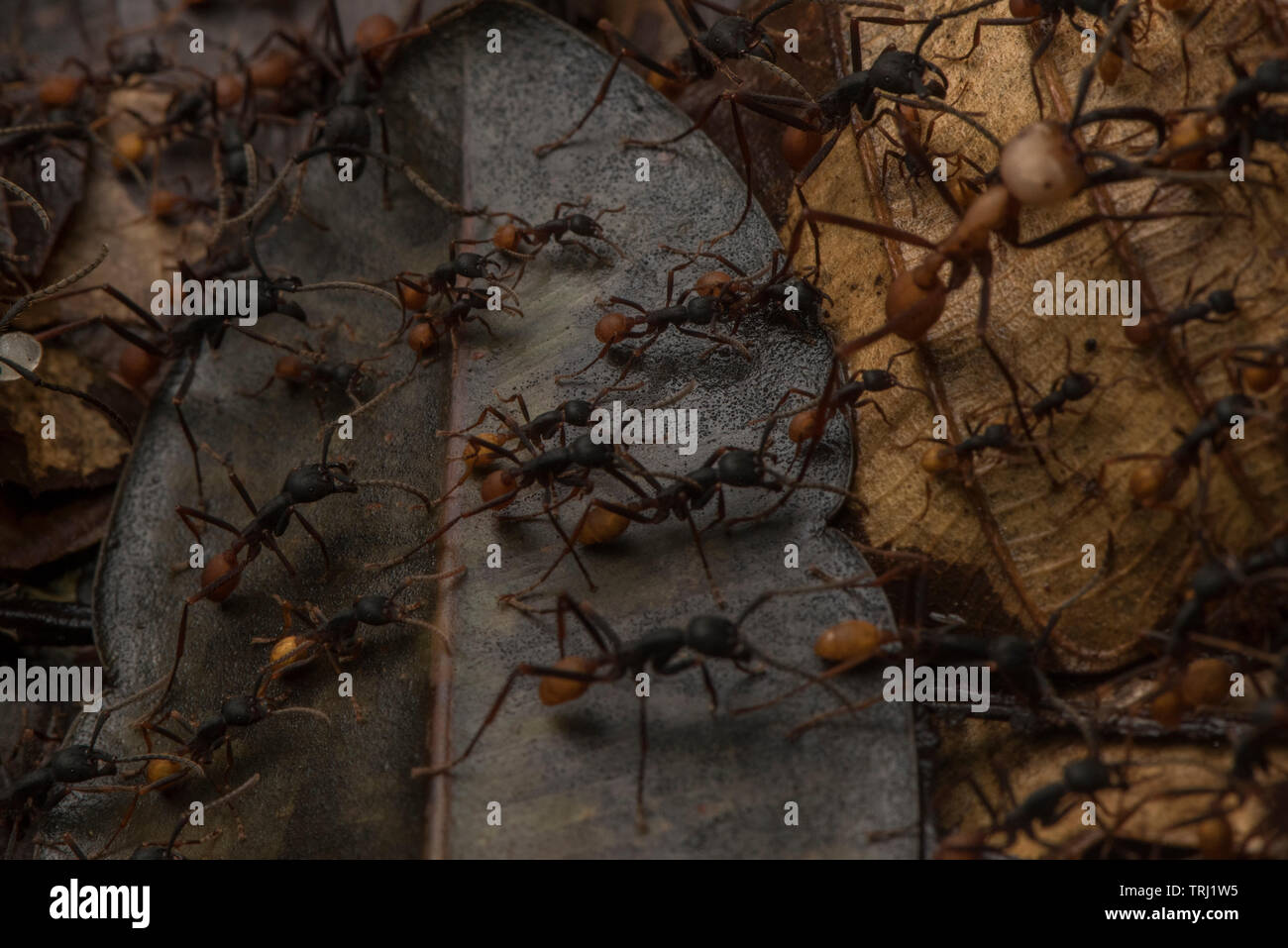 Eciton burchellii, esercito sciame di formiche attraverso la giungla pavimento in Yasuni National Park, Ecuador. Il bivacco si sposta di giorno in giorno attraverso la foresta pluviale. Foto Stock