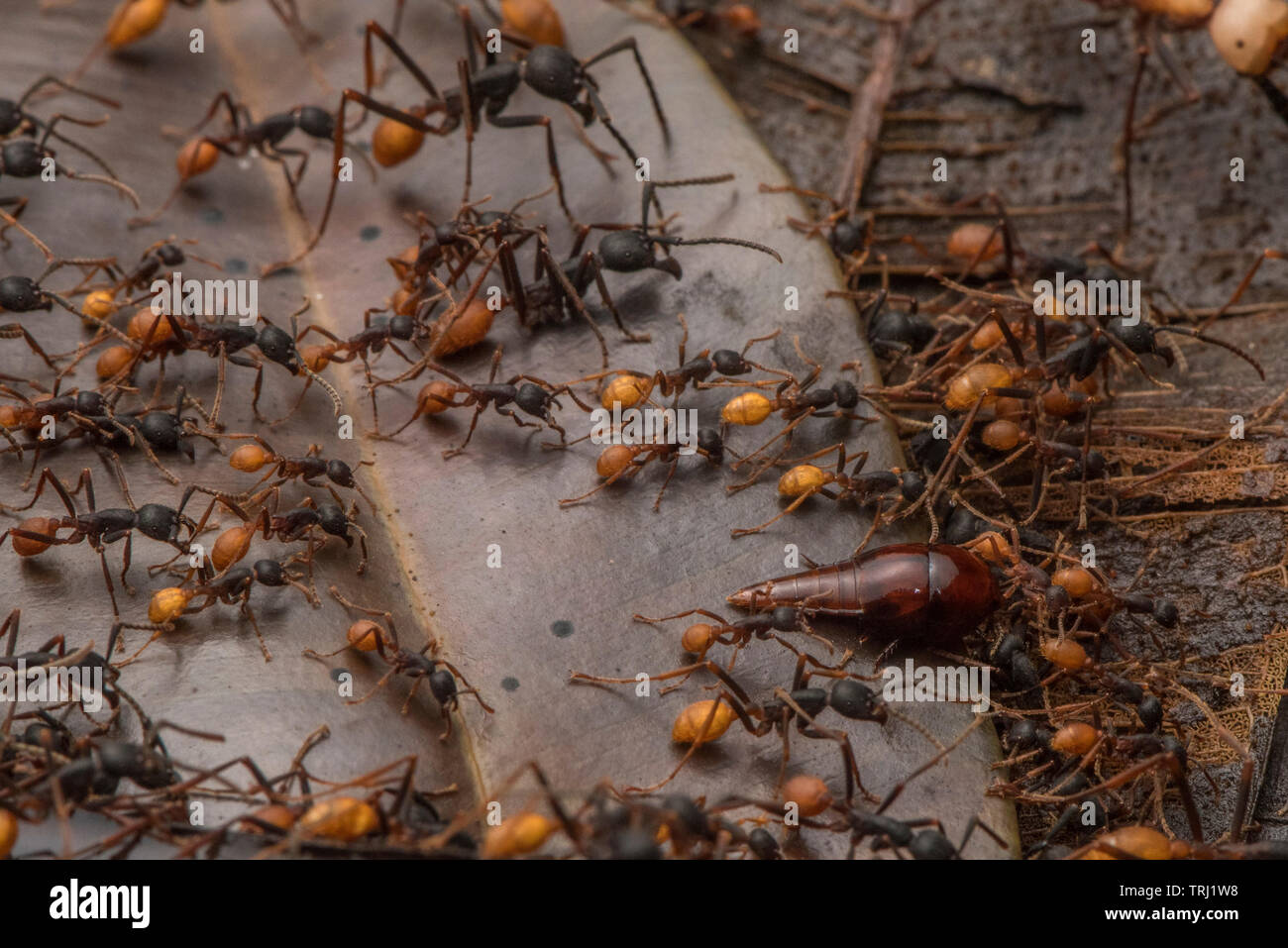 Una specie di vatesus rove beetle marche a fianco con l'esercito di formiche, questi coleotteri si trovano sempre in stretta associazione con l'esercito di formiche. Foto Stock