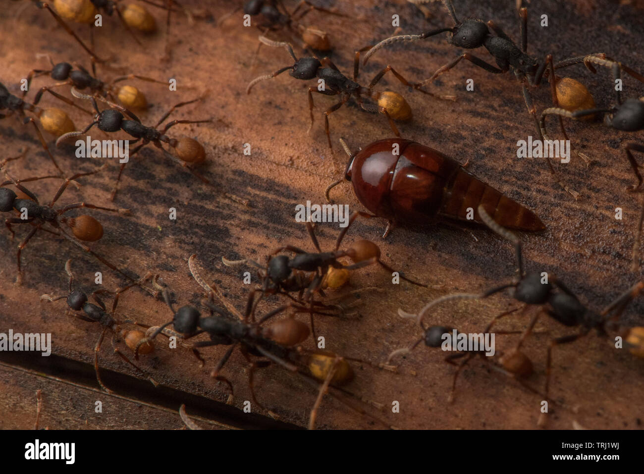 Una specie di vatesus rove beetle marche a fianco con l'esercito di formiche, questi coleotteri si trovano sempre in stretta associazione con l'esercito di formiche. Foto Stock