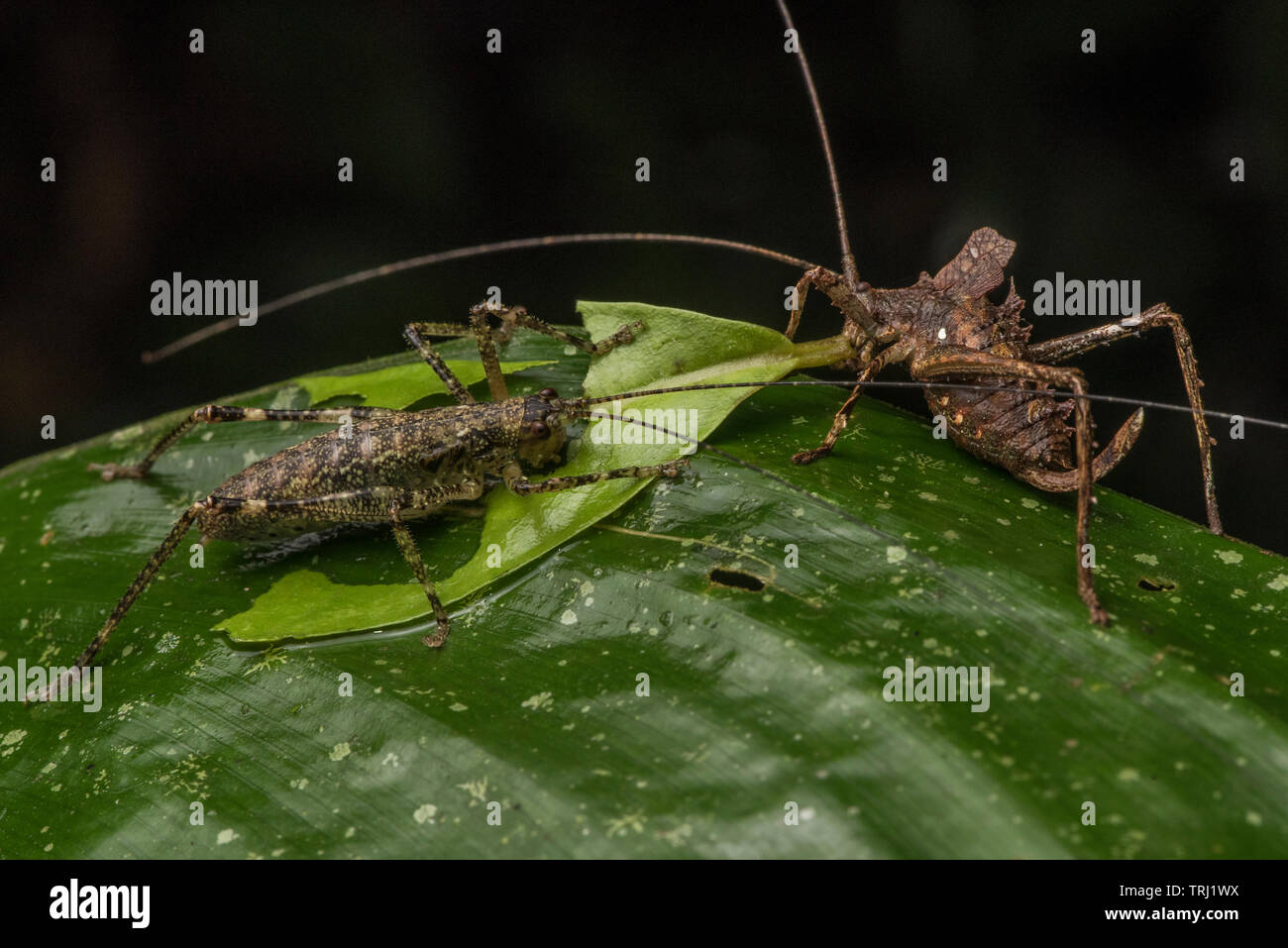 Due diverse specie di katydid, entrambi i capretti individui, snack su una foglia insieme nella foresta amazzonica in Ecuador. Foto Stock