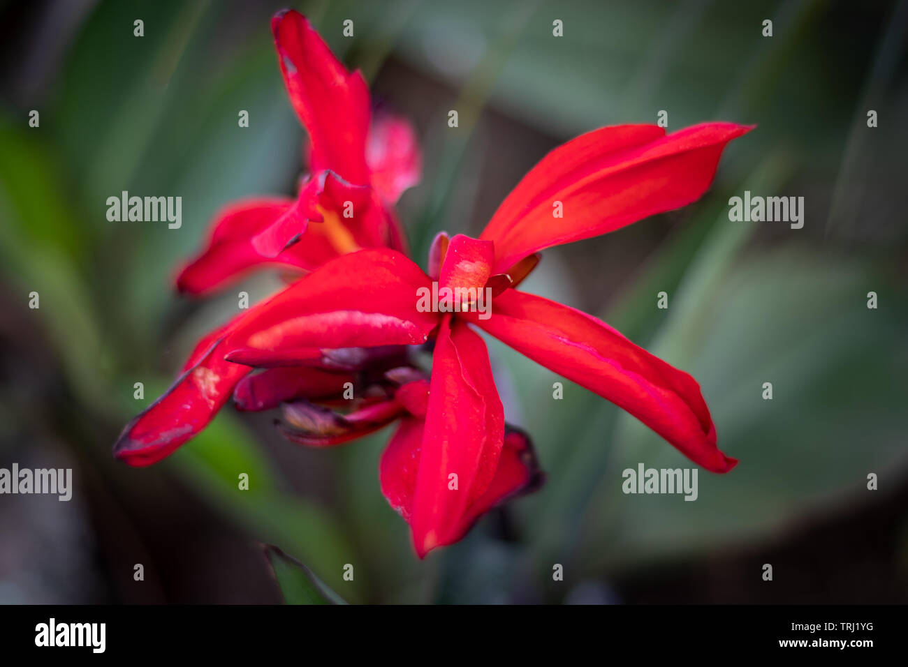 Fiore rosso colore isolato con dettagli.It ha il bel colore e dettagli mostra la bella arte della natura Foto Stock