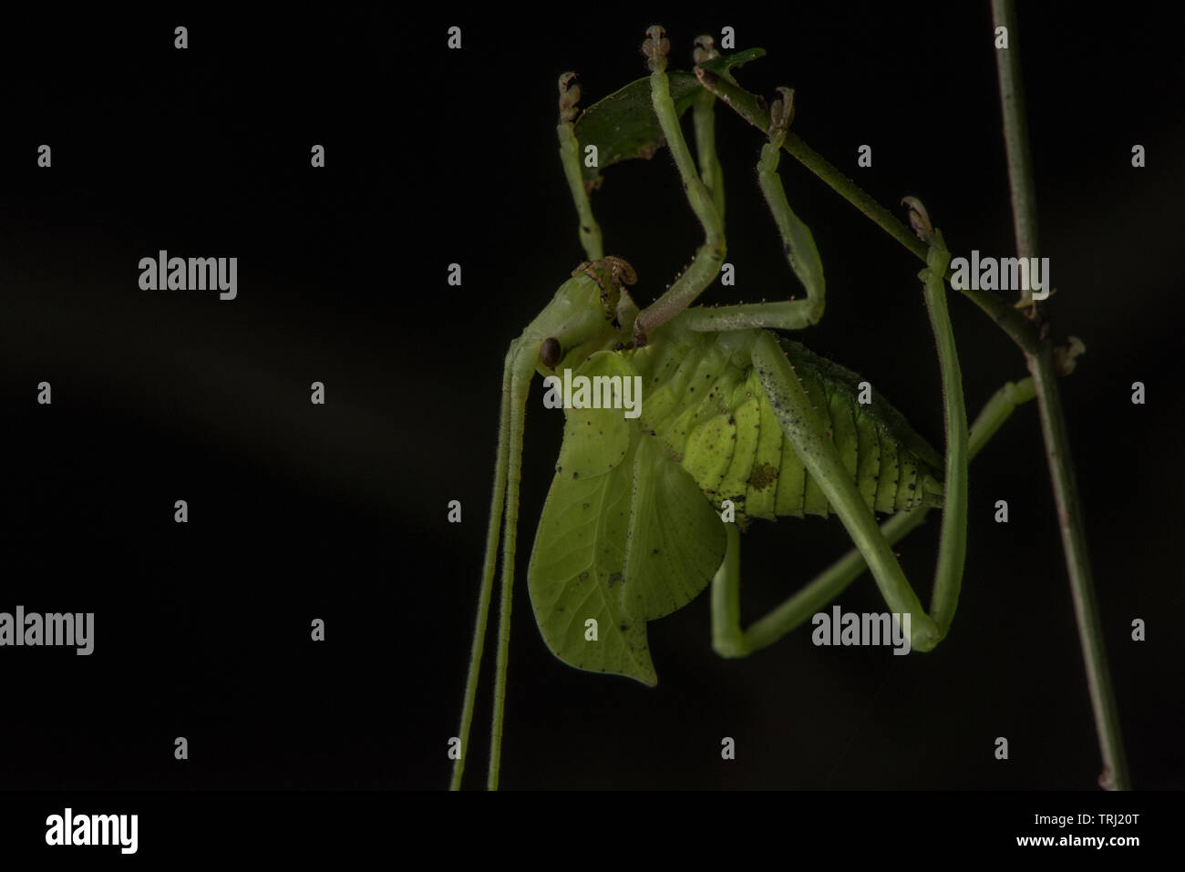 Una foto macro di una foglia mimare katydid dalla foresta amazzonica in Ecuador. Foto Stock