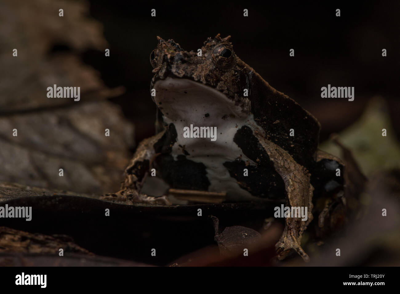 Perez la rana snouted (Edalorhina perezi) un criptico rana dal bacino amazzonico, fotografato in Ecuador amazzonico. Foto Stock