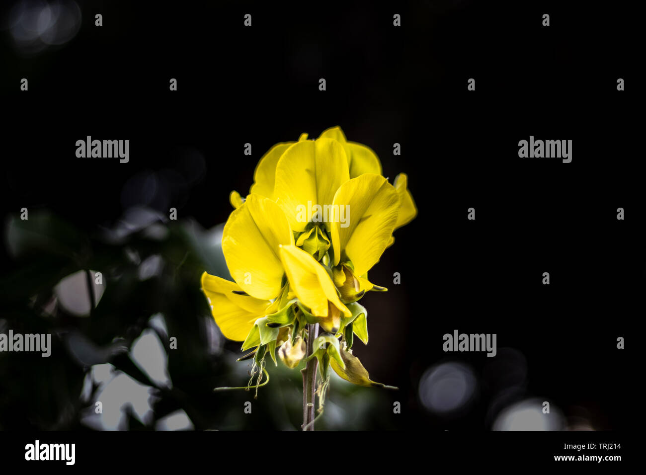 Fiore giallo colore isolato con dettagli.It ha il bel colore e dettagli mostra la bella arte della natura Foto Stock