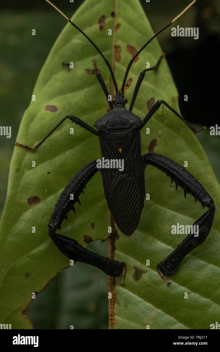 Una foglia footed bug (Famiglia Coreidae) da Yasuni National Park in Ecuador. Foto Stock