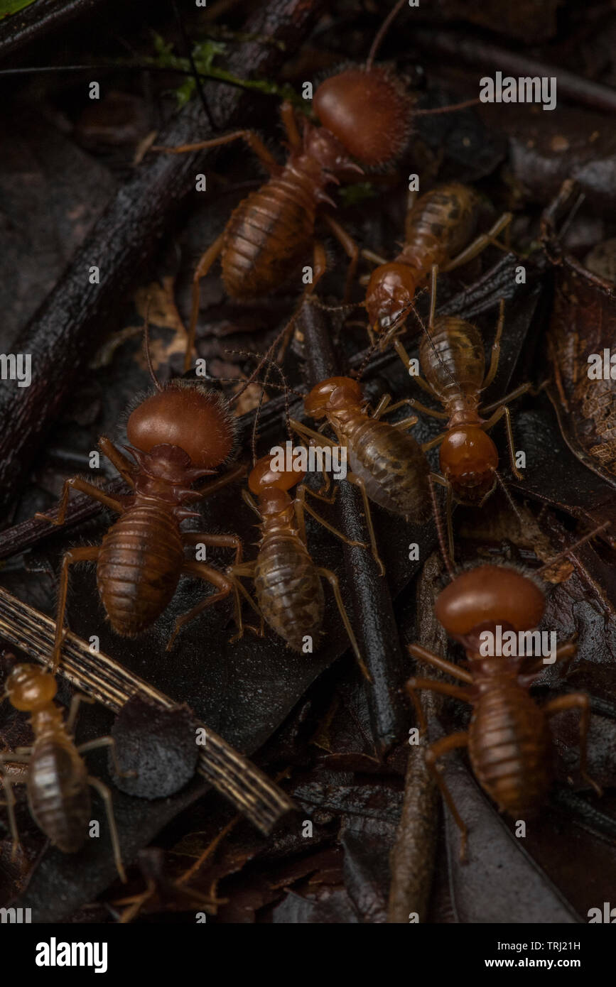 Syntermes sp. termiti marching. Un grande termite specie dal Sud America i soldati sono particolarmente impressionanti. Foto Stock