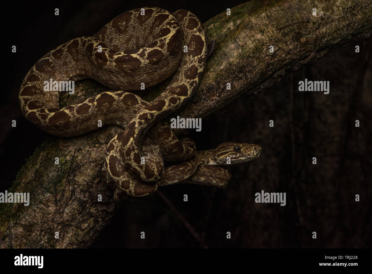 Un amazon tree boa (Corallus hortulanus) da Yasuni National Park in Ecuador, questi serpenti spendere quasi tutto il loro tempo ad alta nella foresta. Foto Stock