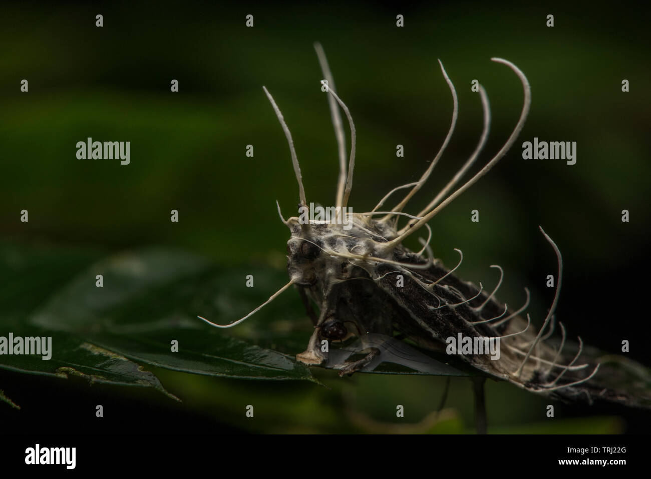 Un fungo entomopathogenic spuntano dal corpo di una falena che ha ucciso nella foresta amazzonica, Ecuador. Foto Stock