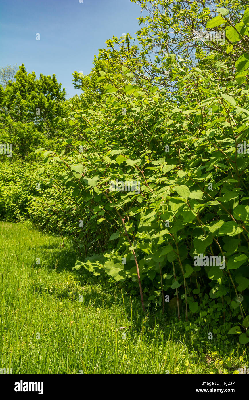 Knotweed giapponese (Reynoutria japonica) Foto Stock