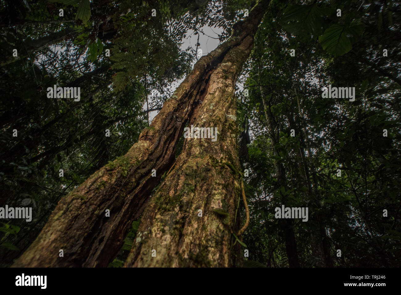 Vitigni di Woody o liane sentiero verso l'alto nella foresta in una giungla tropicale in Ecuador, in Yasuni National Park. Foto Stock