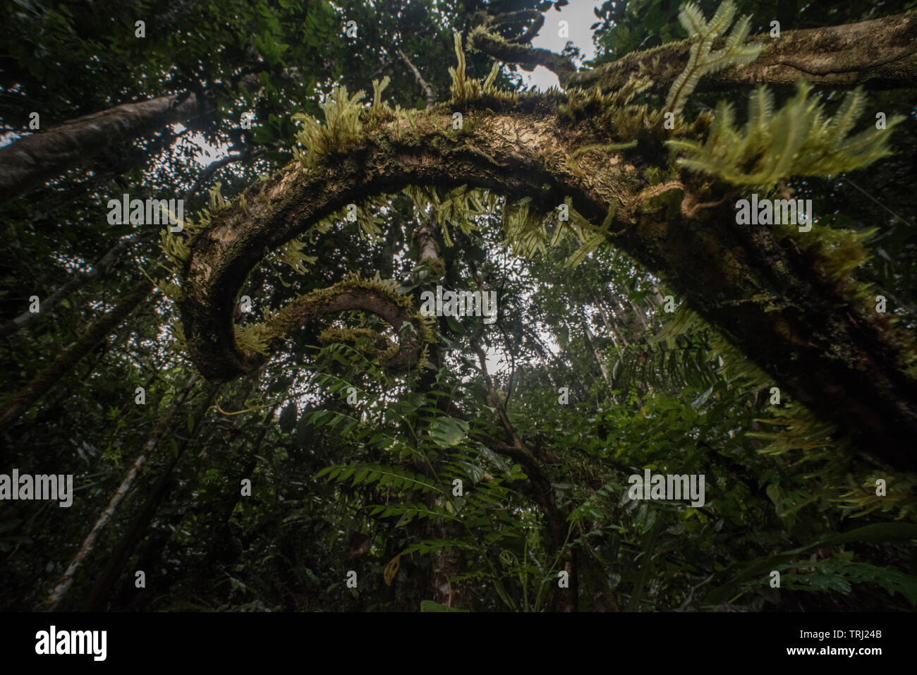 Vitigni di Woody o liane sentiero verso l'alto nella foresta in una giungla tropicale in Ecuador, in Yasuni National Park. Foto Stock