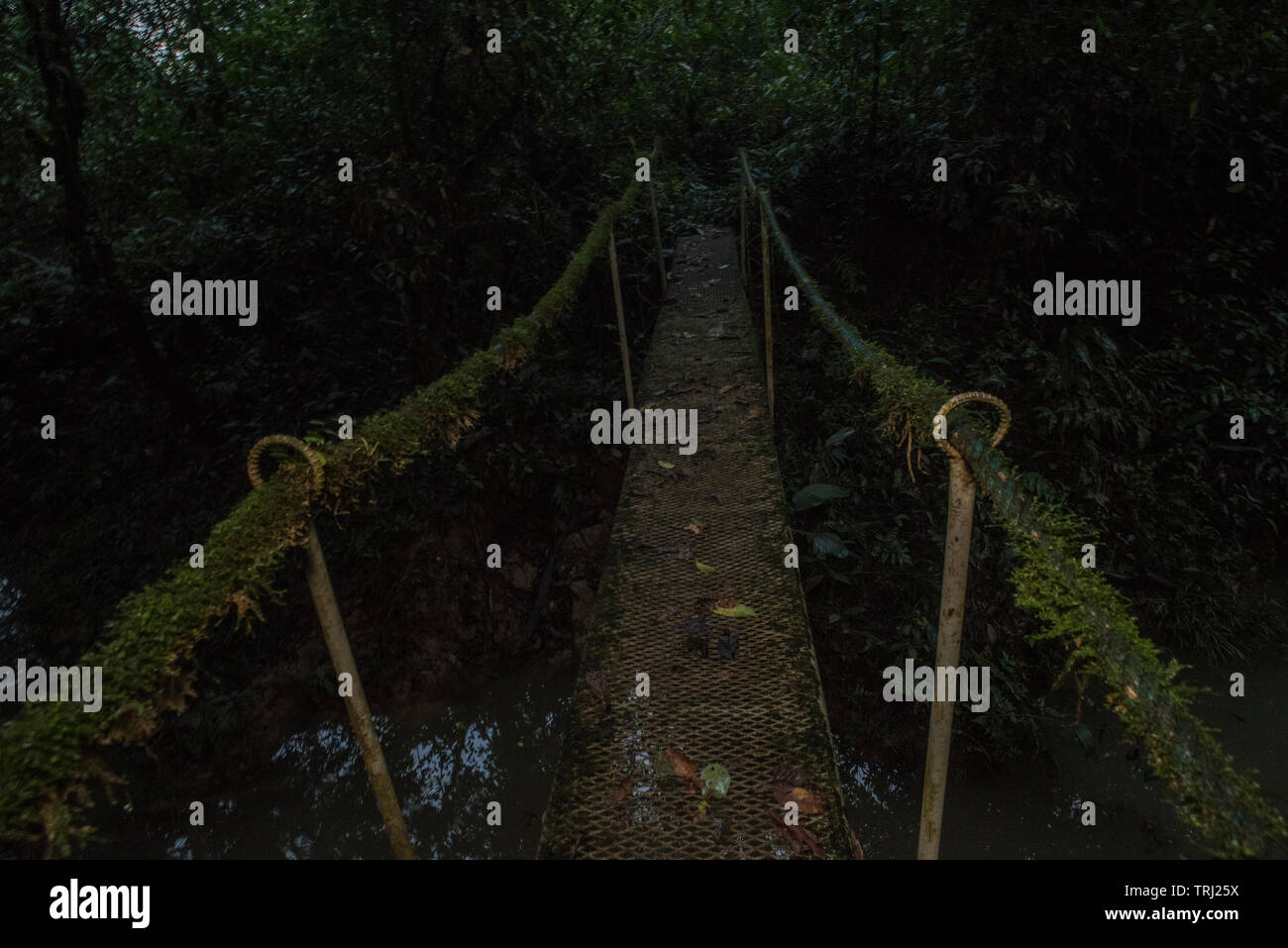 Un piccolo ponte in Amazzonia, portando su un canale e coperti di muschio e epifite. Foto Stock