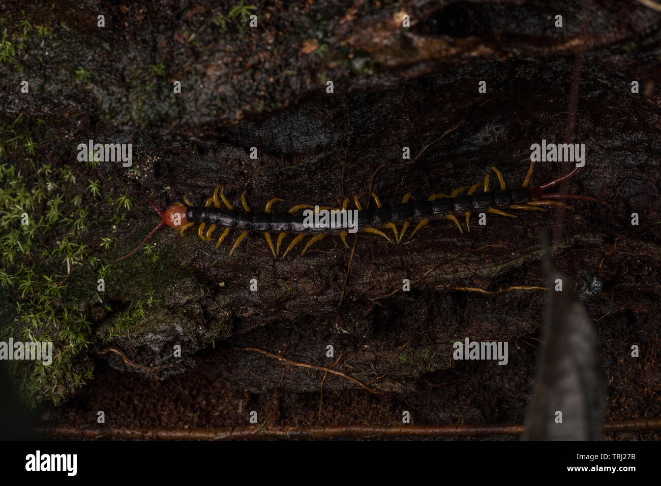 Un grande centipede da Yasuni National Park nella giungla amazzonica dell'Ecuador. Foto Stock