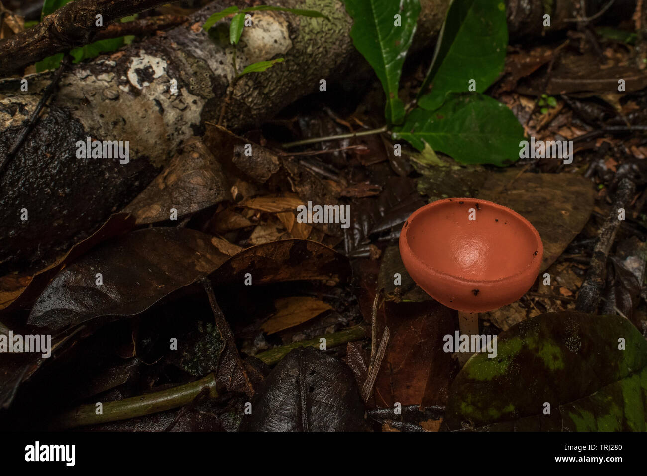 Una tazza di fungo cresce dal suolo della foresta in Yasuni National Park in Ecuador amazzonico. Foto Stock