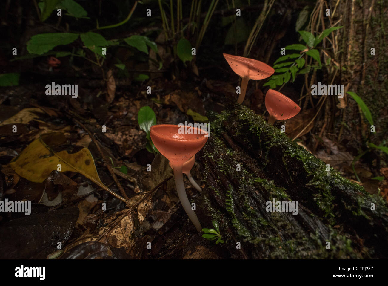 Neotropical fungo cup (Cookeina sulcipes) crescente sul suolo della foresta pluviale in Amazzonia ecuadoriana jungle. Foto Stock