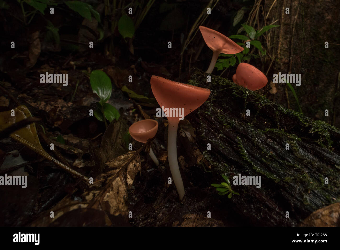 Neotropical fungo cup (Cookeina sulcipes) crescente sul suolo della foresta pluviale in Amazzonia ecuadoriana jungle. Foto Stock
