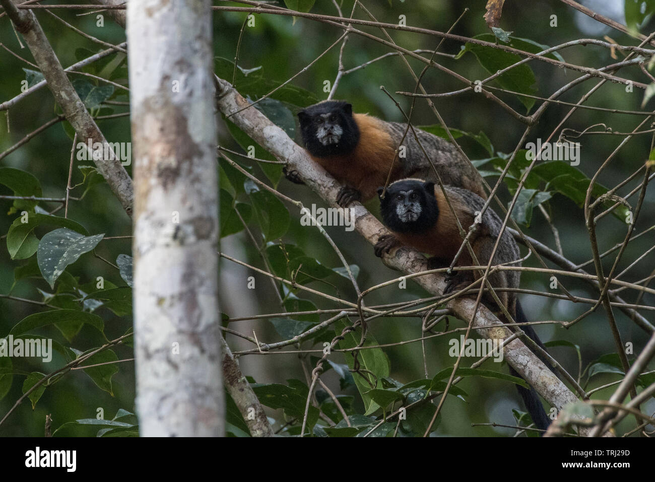 Una coppia di golden-mantled tamarin (Saguinus tripartitus) dalla giungla amazzonica in Yasuni National Park, Ecuador. Foto Stock