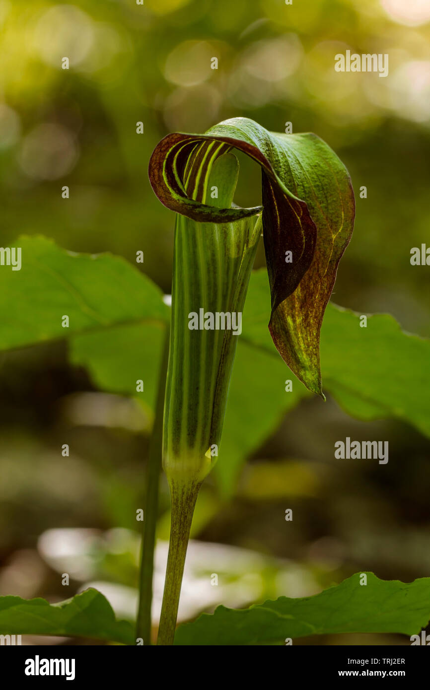 Un martinetto-nel-pulpito, Arisaema triphyllum, crescendo in una foresta boscosa. Foto Stock