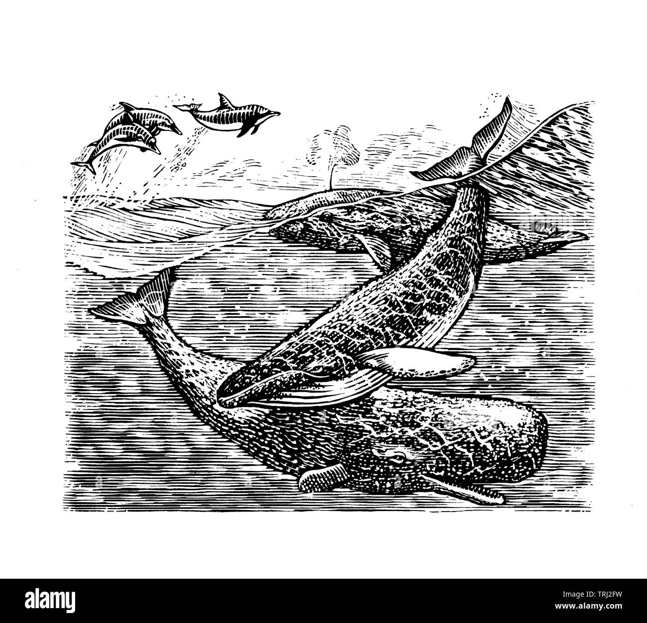 Le balene in mare, i delfini salta fuori di acqua Foto Stock