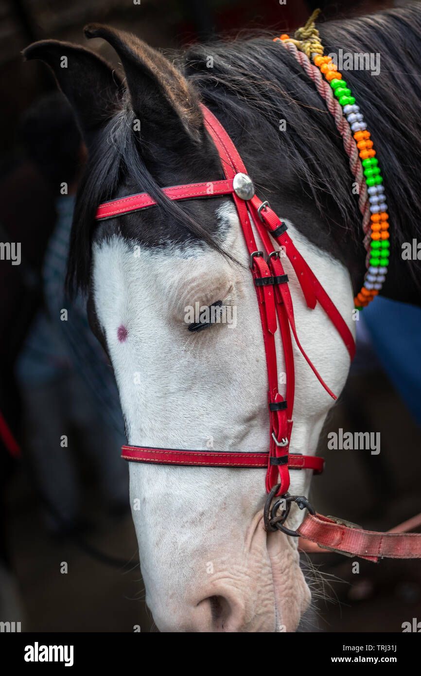 Cavallo testa isolata con occhio dettagli immagine è che mostra l'emozione e il contrasto delle forme di vita animale. Foto Stock