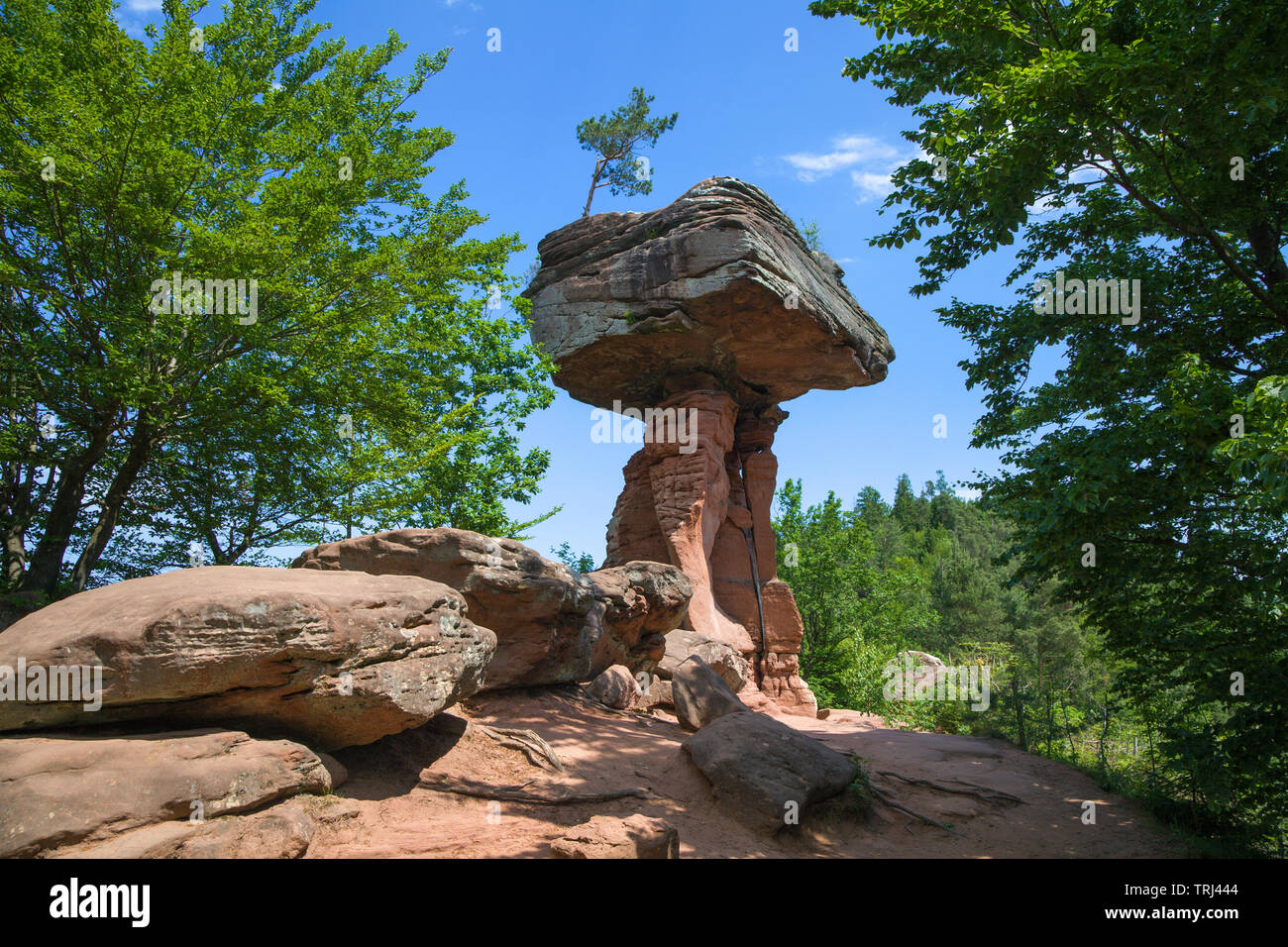 Devil's table (tedesco: Teufelstisch), rosso formazione di arenaria a riserva biospere Foresta del Palatinato, Hinterweidenthal, Renania-Palatinato, Germania Foto Stock