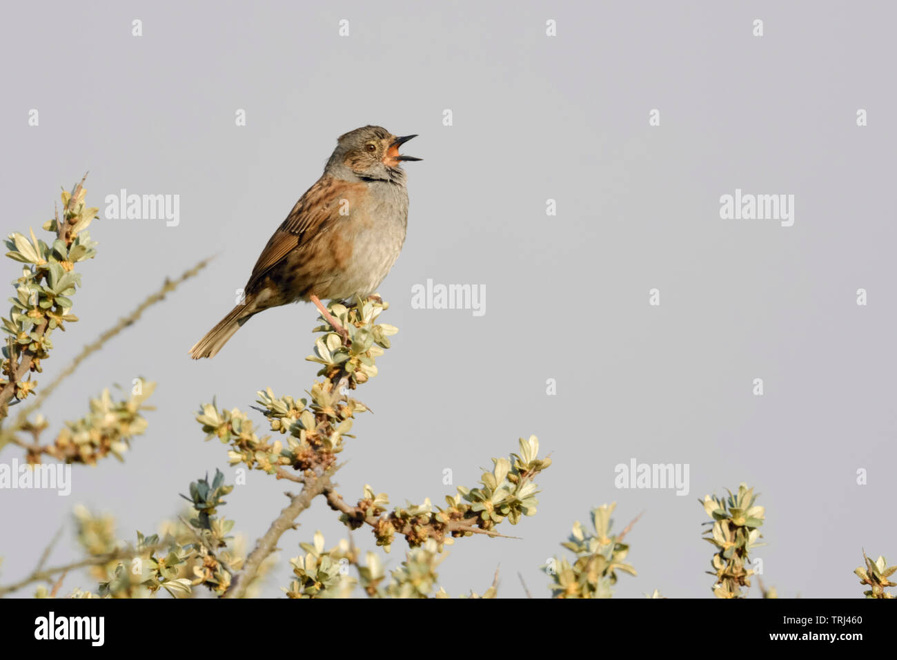 Dunnock / Heckenbraunelle ( Prunella modularis ) , canzone bird, arroccato sulla cima di seabuckthorn, cantando in primavera, corteggiare, fauna selvatica, l'Europa. Foto Stock