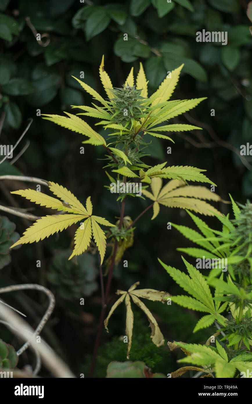 Piccole piante di marijuana con caduta/colori autunnali, fiori maturi, wild coltivazione di cannabis Foto Stock