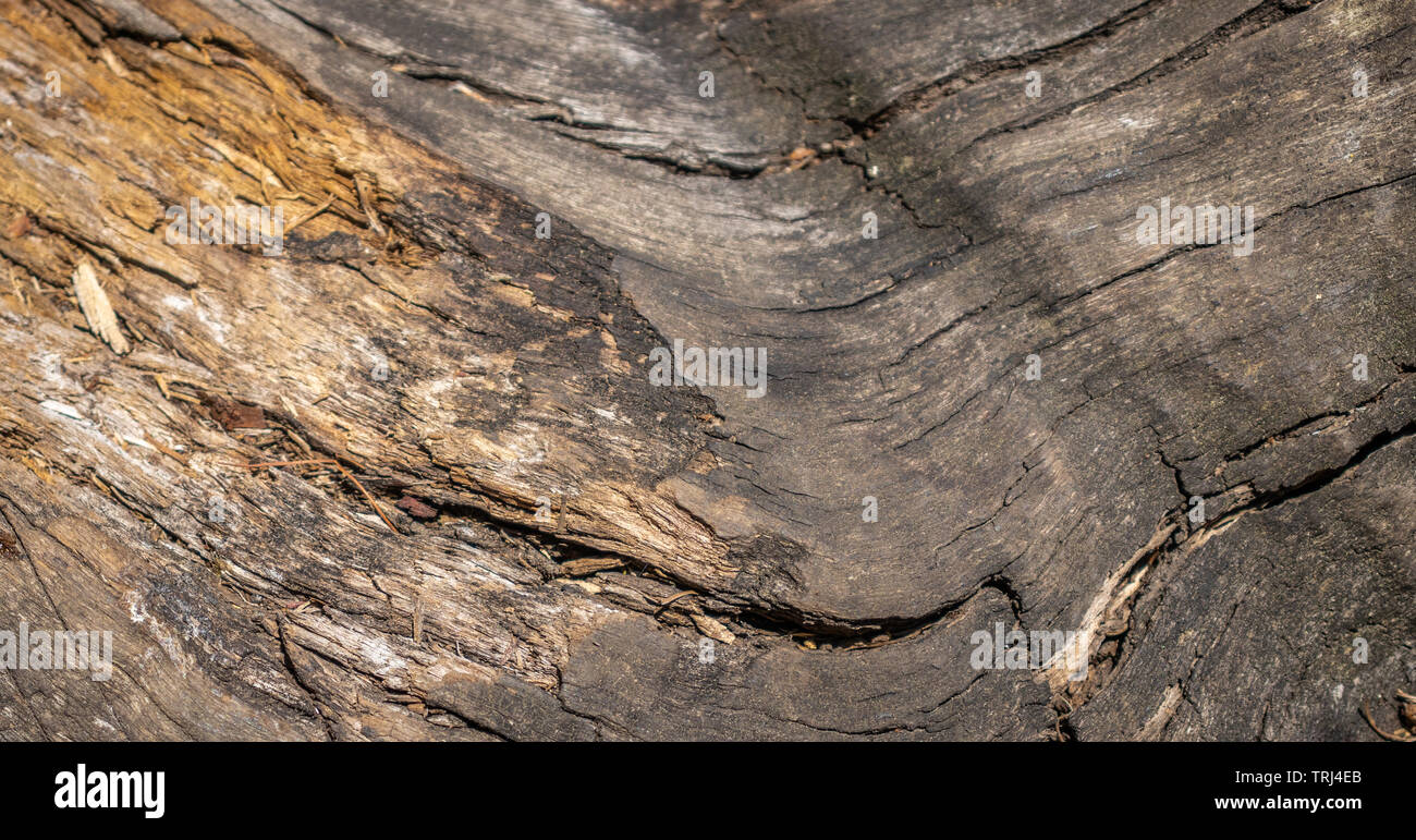 Tree picchiettio secco colorante per tempo. L'arte del legno fatto dalla natura a causa di una lunga esposizione in diverse condizioni atmosferiche Foto Stock