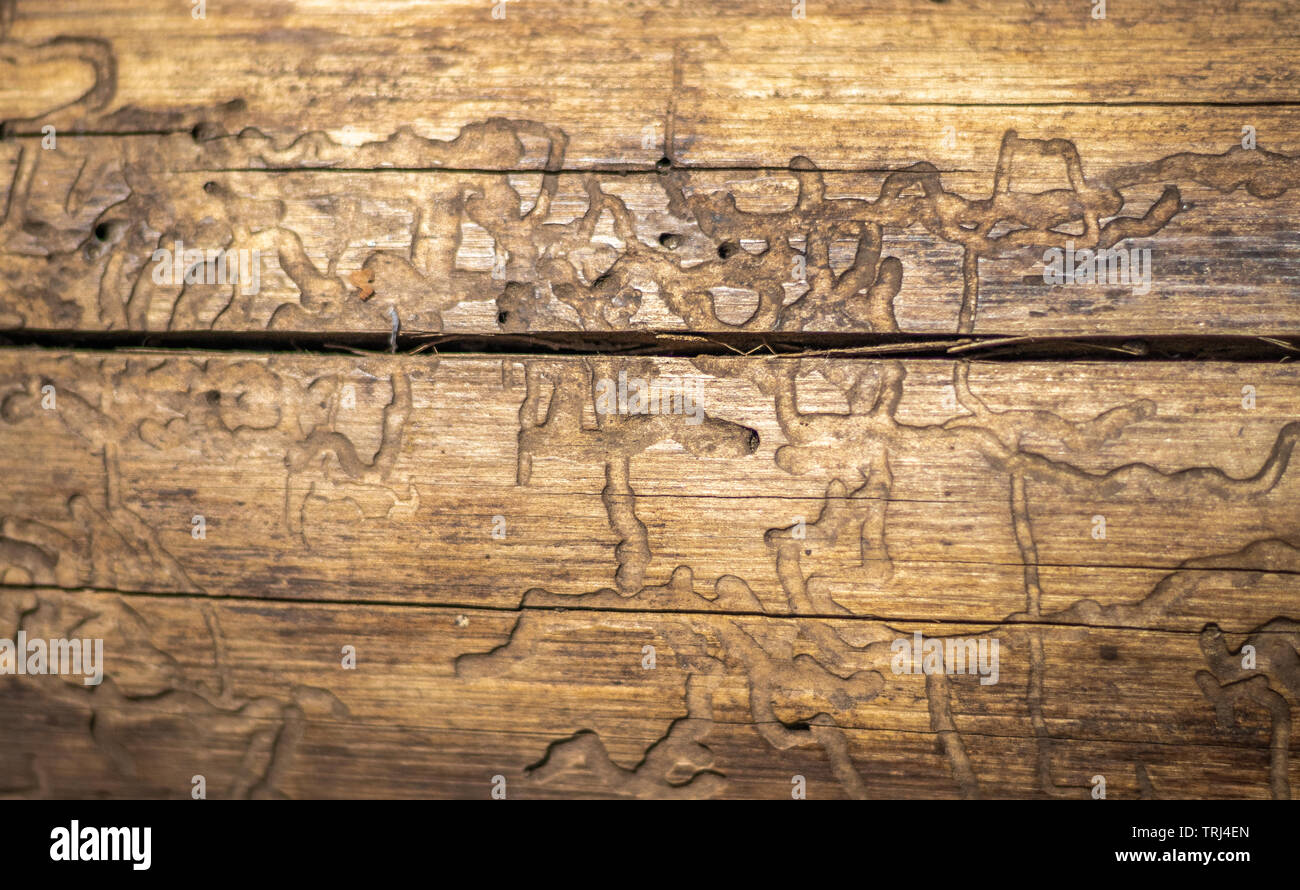 Tree pelle secca arte pattern con i dettagli. L'arte del legno fatto dalla natura a causa di una lunga esposizione in diverse condizioni atmosferiche. Foto Stock