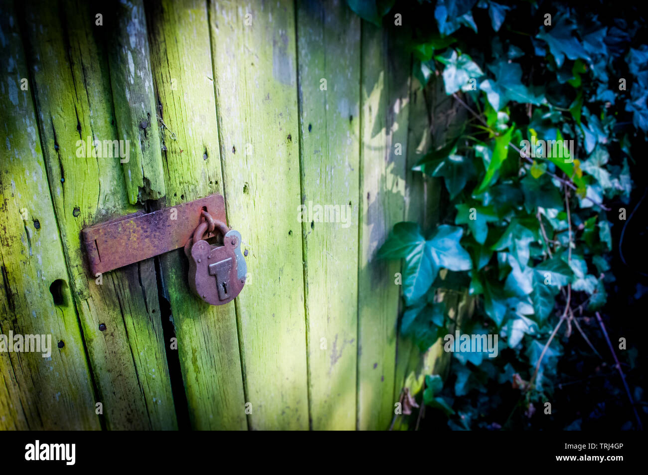 Un rustico bloccato con cancello incolto ivy su un capannone in Trimmingham, Norfolk Foto Stock