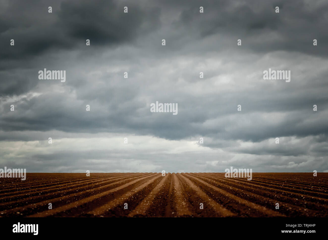 Un solcato campo di patate scomparendo al punto di fuga contro una drammatica nuvoloso cielo inglese in primavera Foto Stock