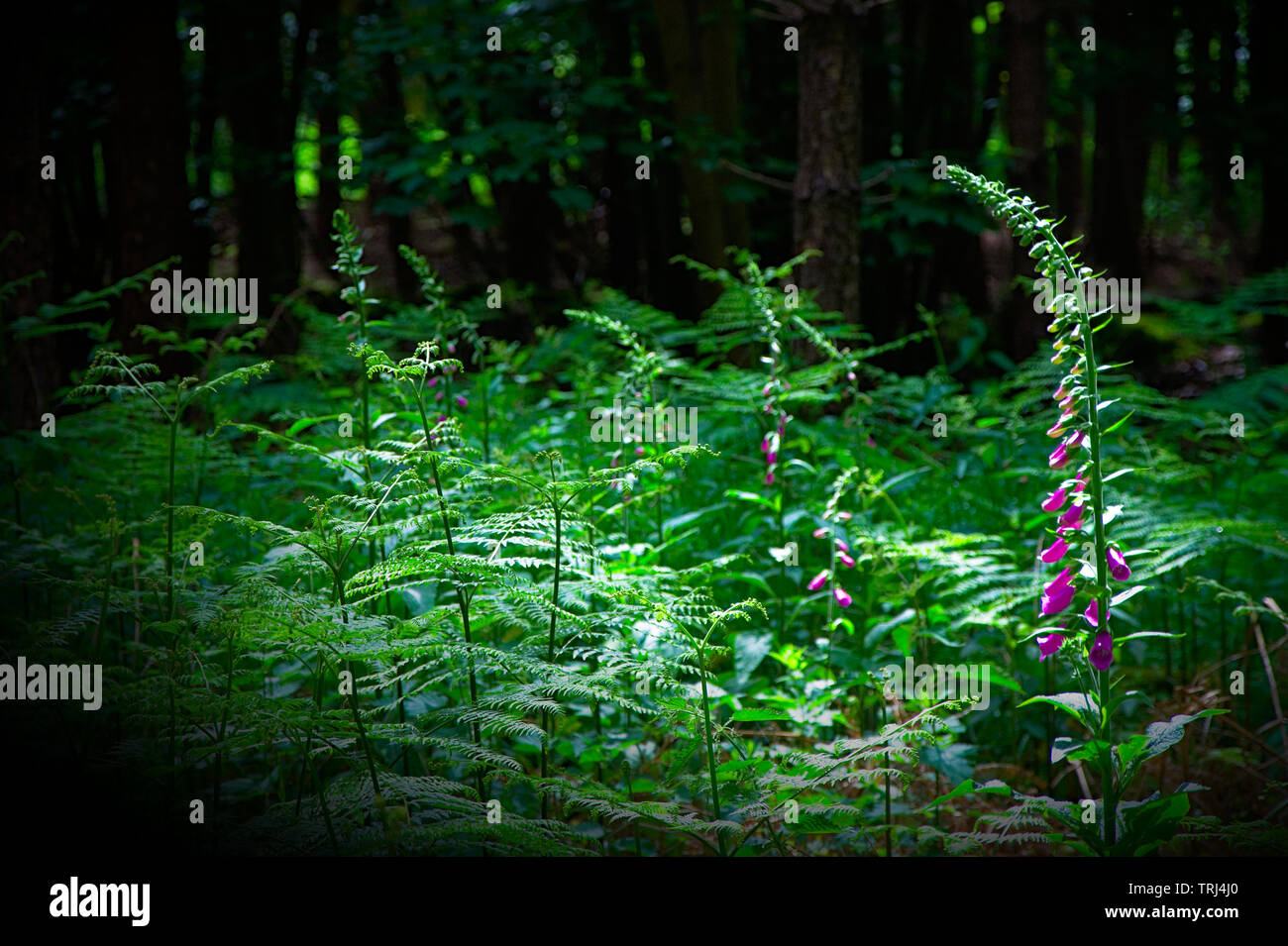 Un singolo foxglove in mezzo ad una radura di felci felci. Foto Stock
