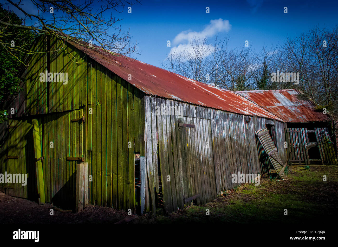 Un vecchio rustico fienile in legno con sportello rotto e ferro corrugato mostrante tetto inverno rinverdire un lato Foto Stock