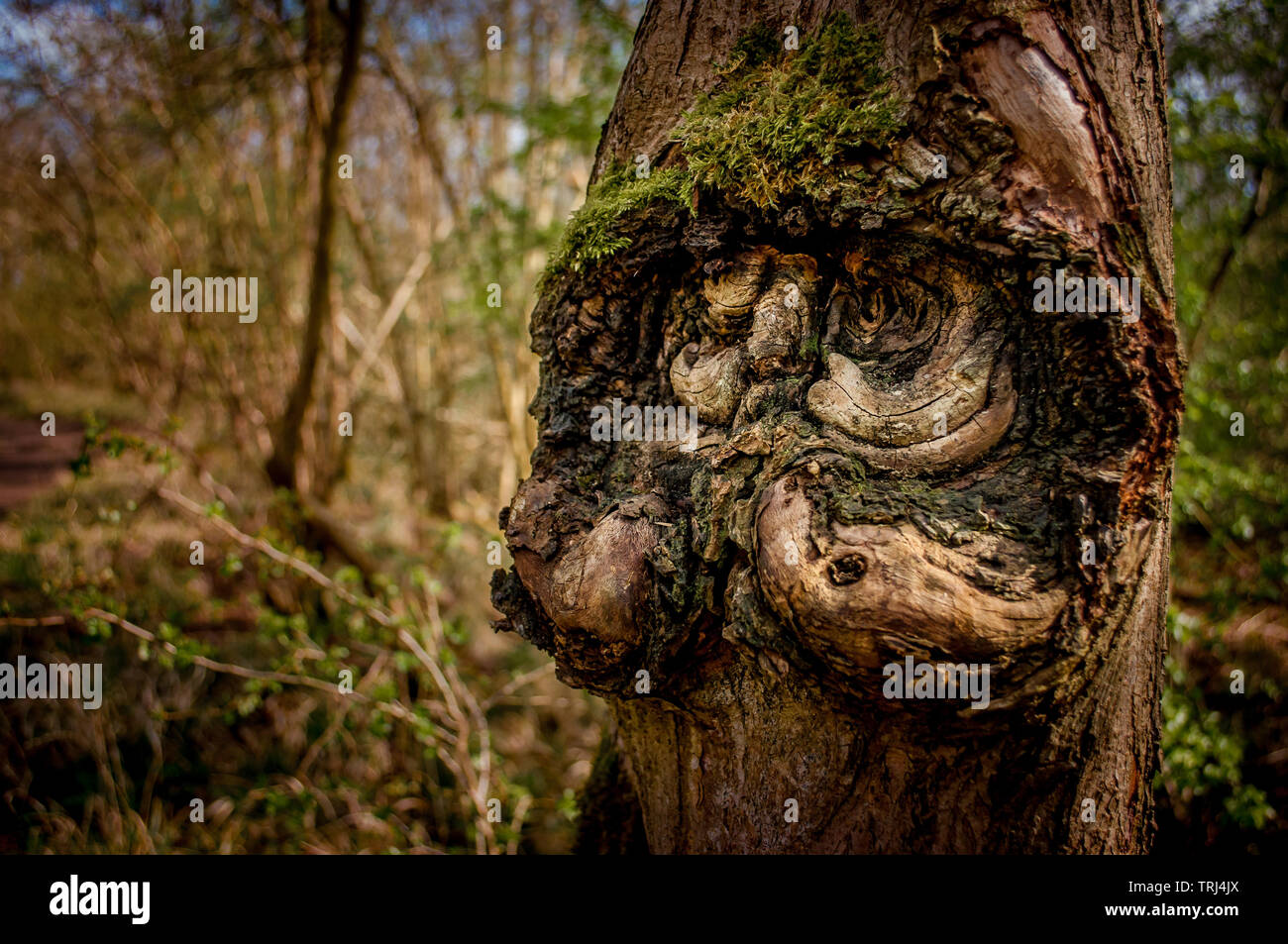 Un albero in una foresta inglese che ricorda il volto di un uomo vecchio con un manubrio di baffi Foto Stock