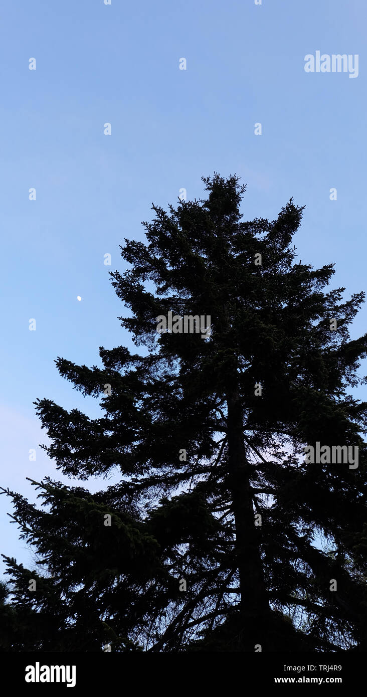 Silhouette di Tall Pine Tree contro un cielo blu con un piccolo luna bianca in prima serata. Foto Stock