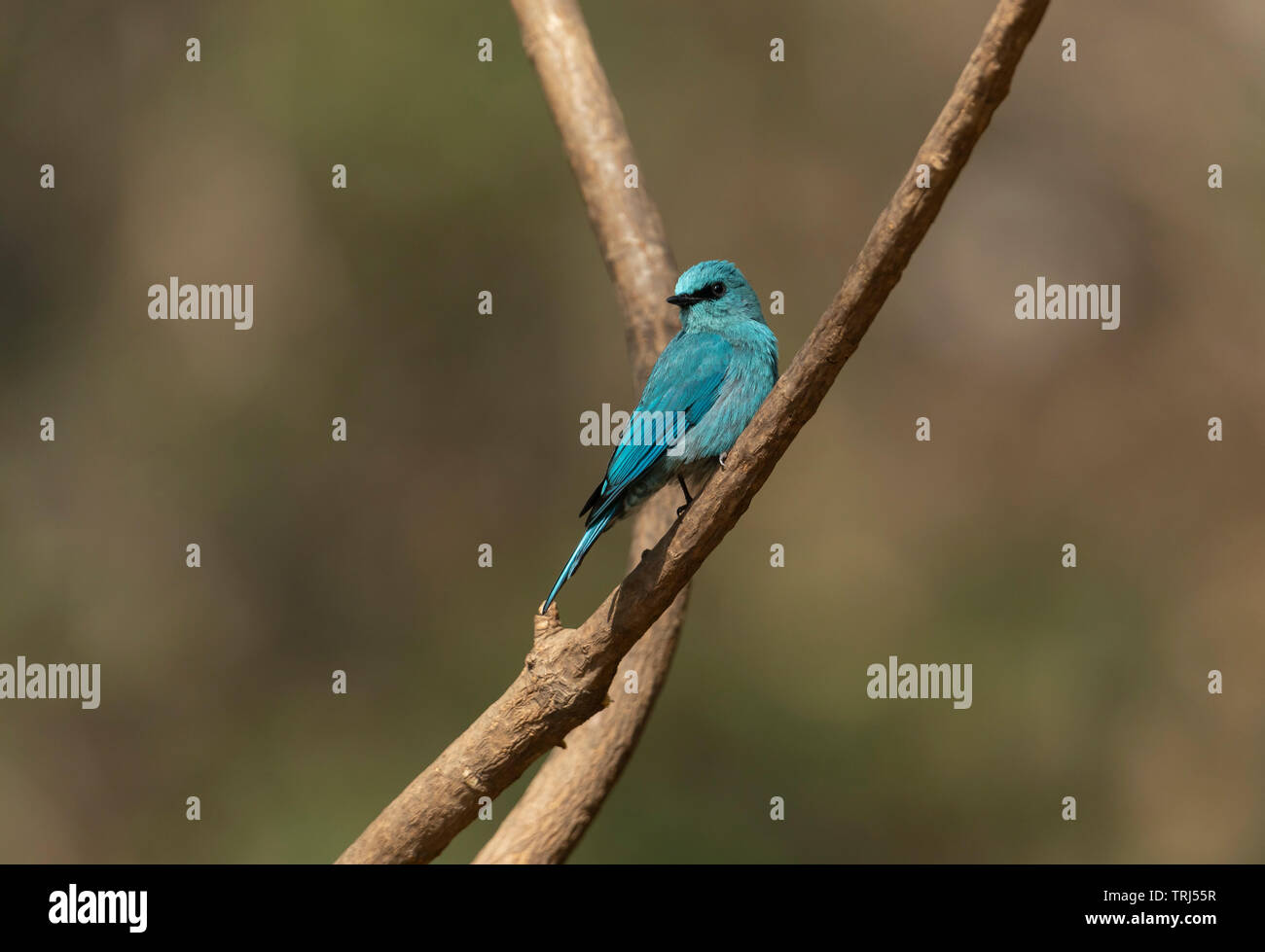 Verditer Flycatcher a Sattal,Uttarakhand,l'India Foto Stock