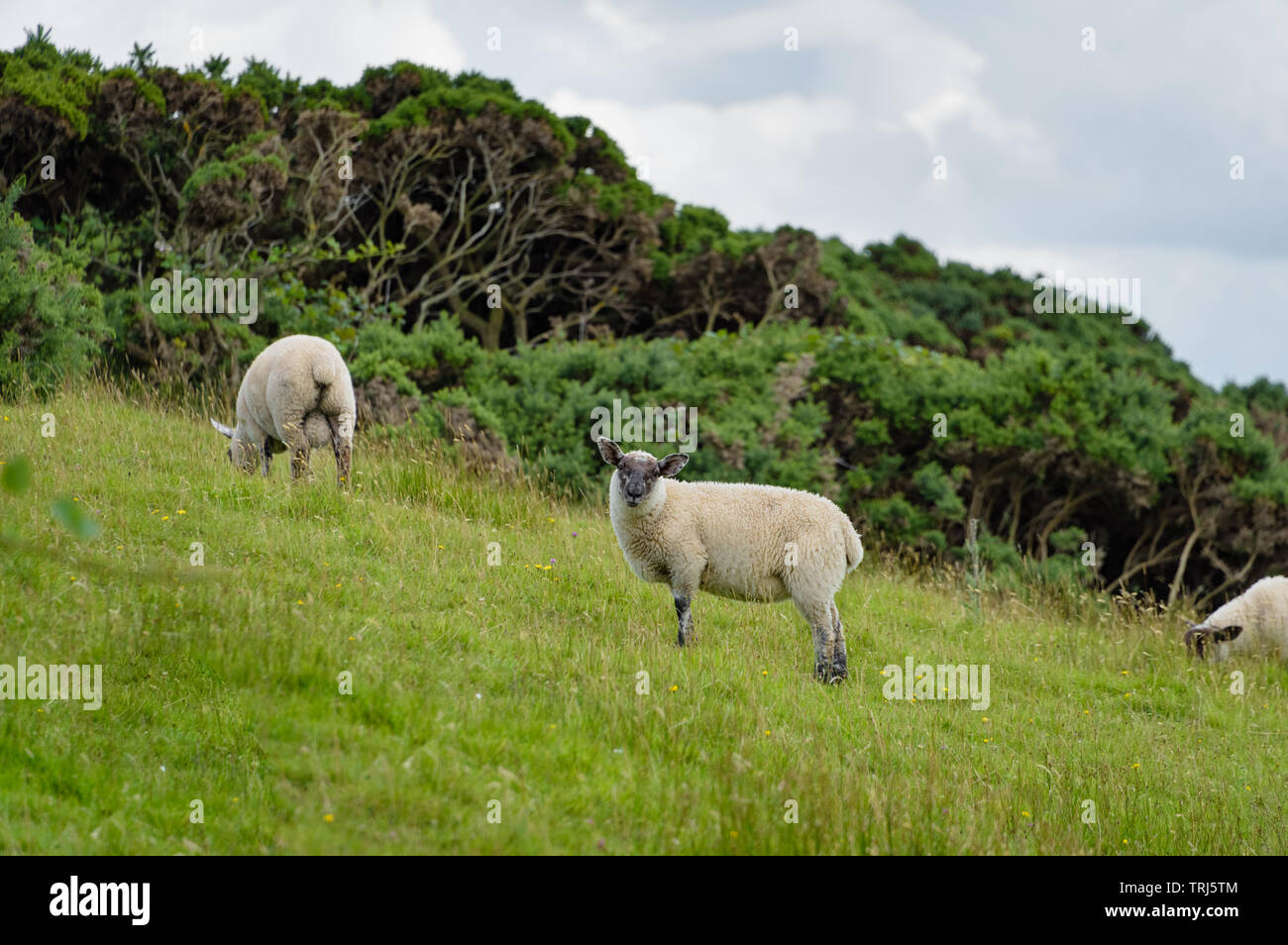 Un paesaggio immagine di un gregge di pecore al pascolo in un pascolo a Browns Bay, Islandmagee, County Antrim, Irlanda del Nord. Foto Stock